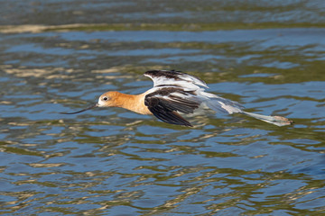 American avocet landing in the wild 