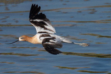 American avocet landing in the wild 