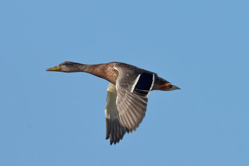 Very close view of a male wild duck flying, seen in a North California marsh