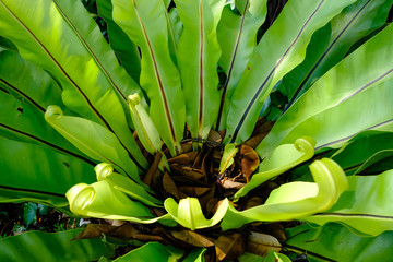 Closeup leaves Asplenium scolopendrium, known as hart's tongue plant