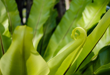 Closeup leaves Asplenium scolopendrium, known as hart's tongue plant