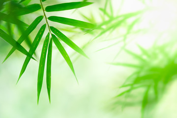 Fototapeta na wymiar Bamboo leaves, Green leaf on blurred greenery background. Beautiful leaf texture in nature. Natural background. close-up of macro with free space for text.