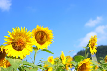ひまわり 青空