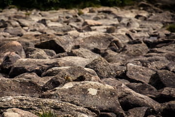 Squirrel on the top of the stone in the Rocky Mountains, Jasper National Park, Alberta, Canada.