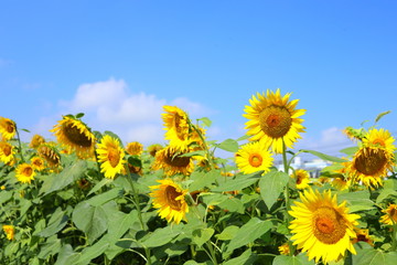 Fototapeta premium ひまわり 青空