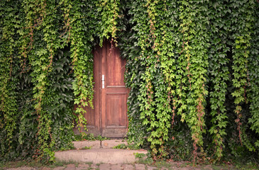 Fototapeta premium Door with ivy stock images. Beautiful Prague Place. Green ivy with door. Wooden door with ivy. Kampa Park in Prague. Romantic garden still life