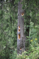 Löcher im Baum