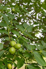 Green walnuts on tree