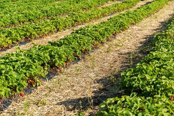 Fototapeta na wymiar Fresh strawberry plants in the farm landscape