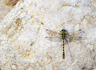 dragonfly on the stone view directly above close up