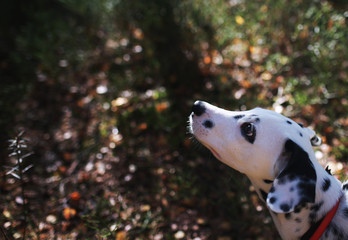 Beautiful dalmatian walk in the forest