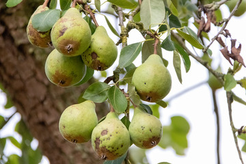 Ripe pears on tree