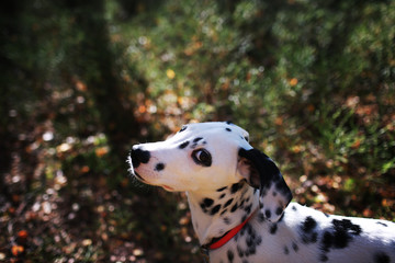 portrait of a dog