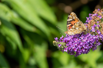 Butterfly on flower