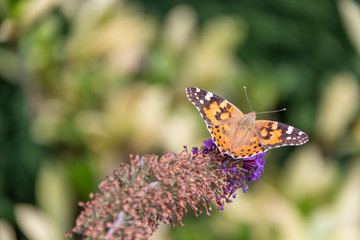 Butterfly on flower