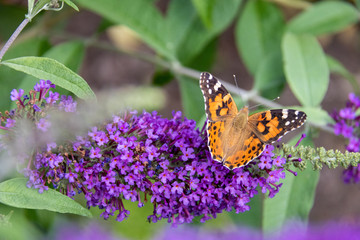 Butterfly on flower