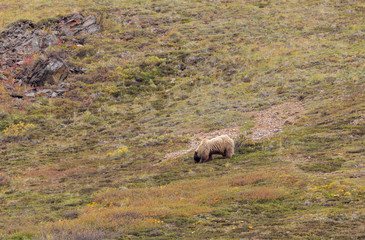 Grizzly Bear in Autumn in Alaska