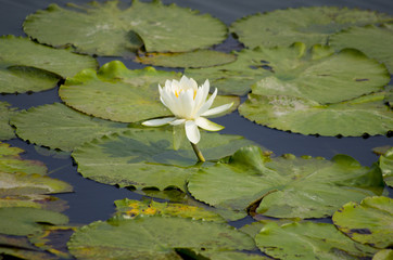 white lotus flower in the pond