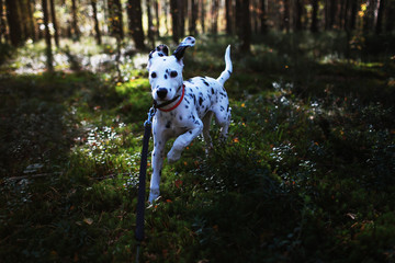 dog in the garden