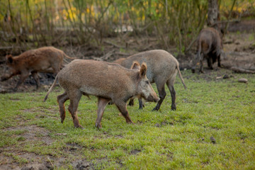 Family Group of Wart Hogs Grazing Eating Grass Food Together.