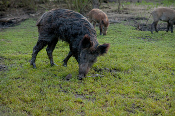 Family Group of Wart Hogs Grazing Eating Grass Food Together.