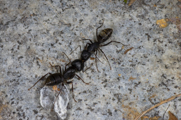 two ants on the stone.. kissing or fighting