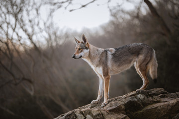 Wolfdog in a natural environment, winter time, on a rock