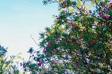 伊豆下田　夏の楽園入田浜