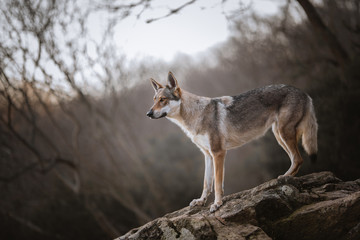Wolfdog in a natural environment, winter time, on a rock