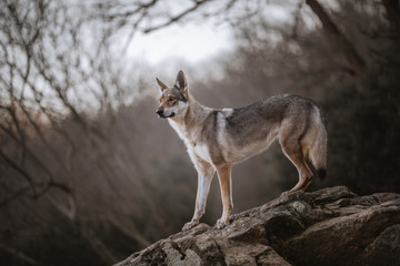 Wolfdog in a natural environment, winter time, on a rock