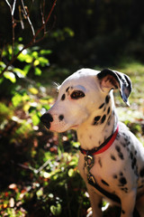 portrait of a dog