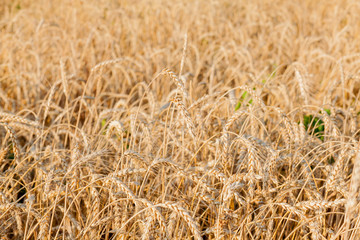 Fields of wheat at the end of summer fully ripe