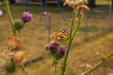 Diestelfalter Vanessa cardui