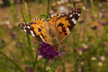 Diestelfalter Vanessa cardui