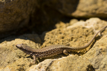 The sand lizard (Lacerta agilis) is a lacertid lizard. The habitat of the reptile is in a rocky area.  An old lizard resting on a rock on a Sunny day. The wise reptile, enjoy the passing life.