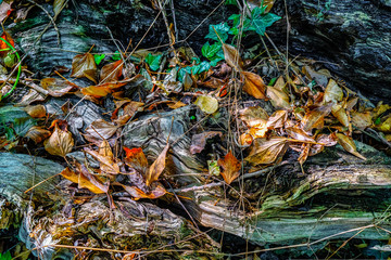 feuilles mortes sur souche de bois