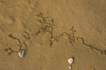 bug trail in the ground