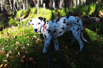 dog on grass
