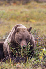 Fototapeta premium Grizzly Bear in Autumn in Alaska