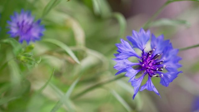 Cornflower - Centaurea cyanus  Macro shot of a cornflower or bachelor's button.