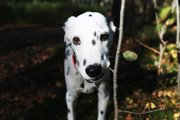 Beautiful dalmatian walk in the forest