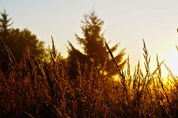 field of wheat at sunset