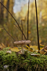 mushroom in the forest