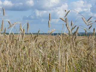 field of wheat