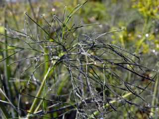 pine tree branch with cones