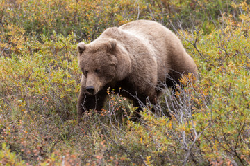 Fototapeta premium Grizzly Bear in Autumn in Alaska