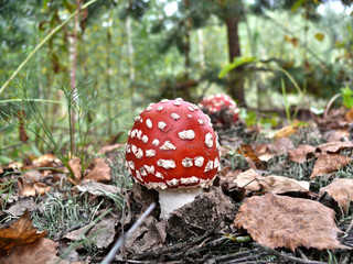 mushroom in the forest