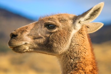 Obraz premium guanaco, south american wildlife from patagonia