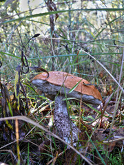 mushroom in the forest