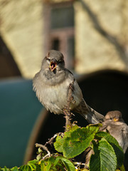sparrow
